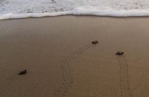 Unique Turtle Sanctuary & Sunset Experience