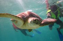 Swim with sea turtles