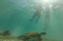 Swim with sea turtles
