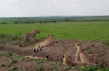 Masai Mara Safari: 2 Days Private Tour from Nairobi