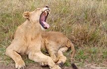 Masai Mara Safari: 2 Days Private Tour from Nairobi
