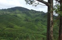 Cameron Highlands Amazing Day Trip Tour with Local Lunch