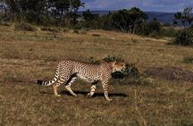3-DAY Best Maasai Mara Safari (POPULAR)
