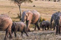3-DAY Best Maasai Mara Safari (POPULAR)