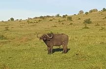 3-DAY Best Maasai Mara Safari (POPULAR)