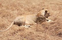 Ngorongoro Day Trip From Arusha / Kilimanjaro