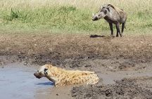 Ngorongoro Day Trip From Arusha / Kilimanjaro