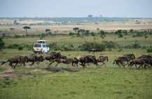 3-DAY Best Maasai Mara Safari (POPULAR)
