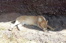Day Trip to Tarangire National Park From Arusha / Kilimanjaro