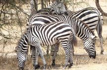 Day Trip to Tarangire National Park From Arusha / Kilimanjaro