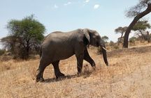 Day Trip to Tarangire National Park From Arusha / Kilimanjaro