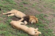 Day Trip to Tarangire National Park From Arusha / Kilimanjaro