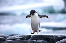 The Cape Peninsula Half Day Tour in Cape Town