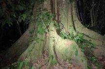 Night tours at the Biological Station in Bri Bri