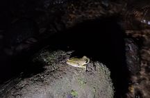 Night tours at the Biological Station in Bri Bri