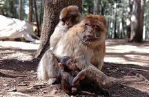 Day Trip From Fez To The Middle Atlas Mountain IMOUZAR IFRANE AZROU( Private )