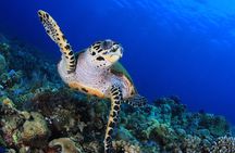 Discover Scuba Diving