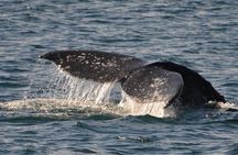 San Diego Whale and Dolphin Watching Adventure