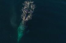 San Diego Whale and Dolphin Watching Adventure