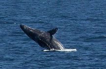 San Diego Whale and Dolphin Watching Adventure