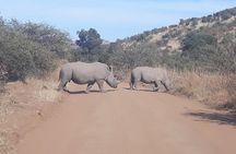 Pilanesberg national park full-day guided tour