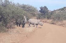 Pilanesberg national park full-day guided tour