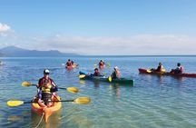 Kayak Turtle Tour from Palm Cove
