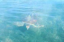 Kayak Turtle Tour from Palm Cove