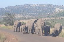 Pilanesberg national park full-day guided tour