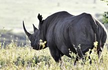 Nairobi National Park Half-Day Tour; Free Wi-Fi connection
