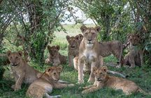 5 Days Masai Mara, Lake Naivasha, Lake Nakuru Safari