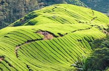 Full-day Cameron Highlands & Batu Caves Tour from Kuala Lumpur