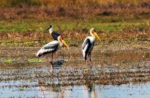 Nepal Birding