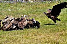 Nepal Birding