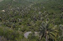 Darwin's Route: Traversing the Chilean Palm Forest
