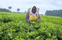 Nairobi to Kiambethu Tea Farm Tour