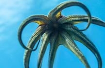 2 Tank Private SCUBA Party Diving Charter from Waikiki Hawaii