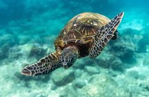 2 Tank Private SCUBA Party Diving Charter from Waikiki Hawaii