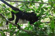 Howler Monkey Sanctuary and Kukumba Beach from Belize City