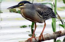 10 Day Amazon Deep Survival Trip to Amanã lake