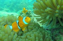 Private Surin Islands Longtail Boat Tour