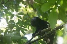Private 4 in 1 Rainforest, Blue River, Mud Bath, Hot Springs