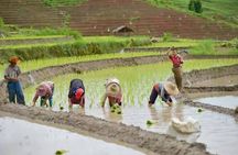 Fantastic! Famous Doi Inthanon National park tour with 2hr trekking