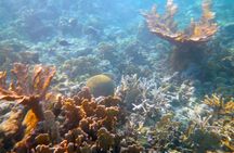 Private Afternoon Snorkel with Sunset Sail in Key West