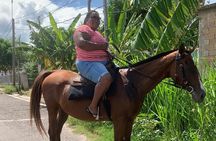Hour Horseback Riding Guided Tour from Runaway Bay