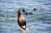Marine Dolphin Seal Cruise