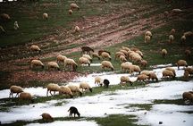 Middle Atlas Mountain Day Trip From Fez