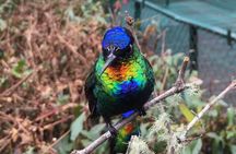 Quetzal Birdwatching Experience at San Gerardo De Dota Group Tour. 