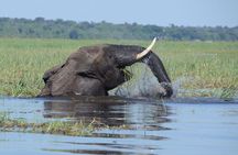 Sunset Cruise on Chobe River with Hotel Pickup from Kasane
