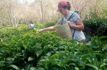 Chiang Mai Private Tour with Tea Plantation, Karen Village, Doi Suthep